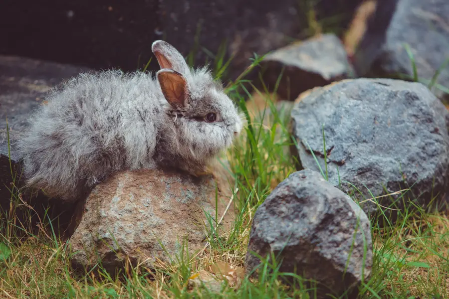 Lapin nain près de documents d’assurance et carnet vétérinaire