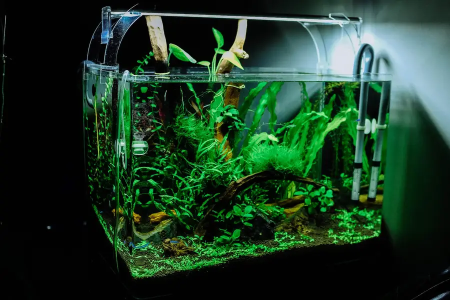 Aquarium planté avec racines, plantes vertes et lumière douce