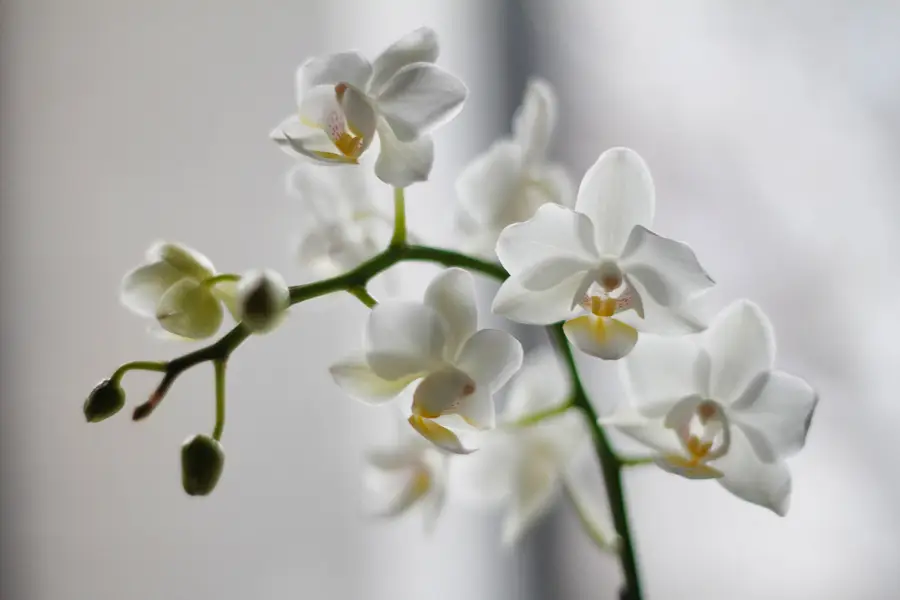Orchidée Phalaenopsis près d’une fenêtre lumineuse dans un pot transparent