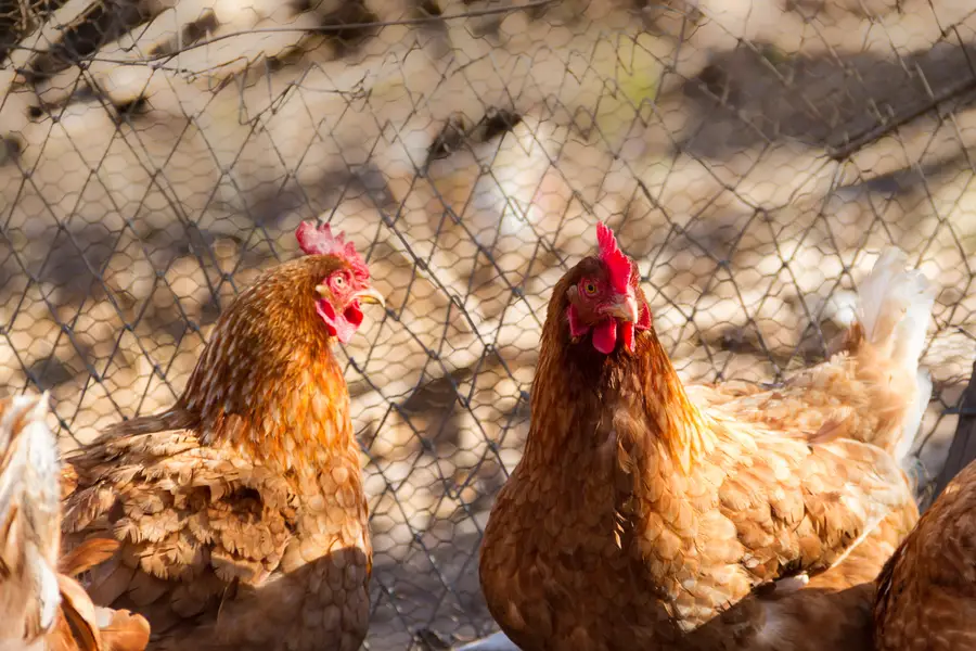 Enclos à poules en grillage soudé galvanisé dans un jardin français
