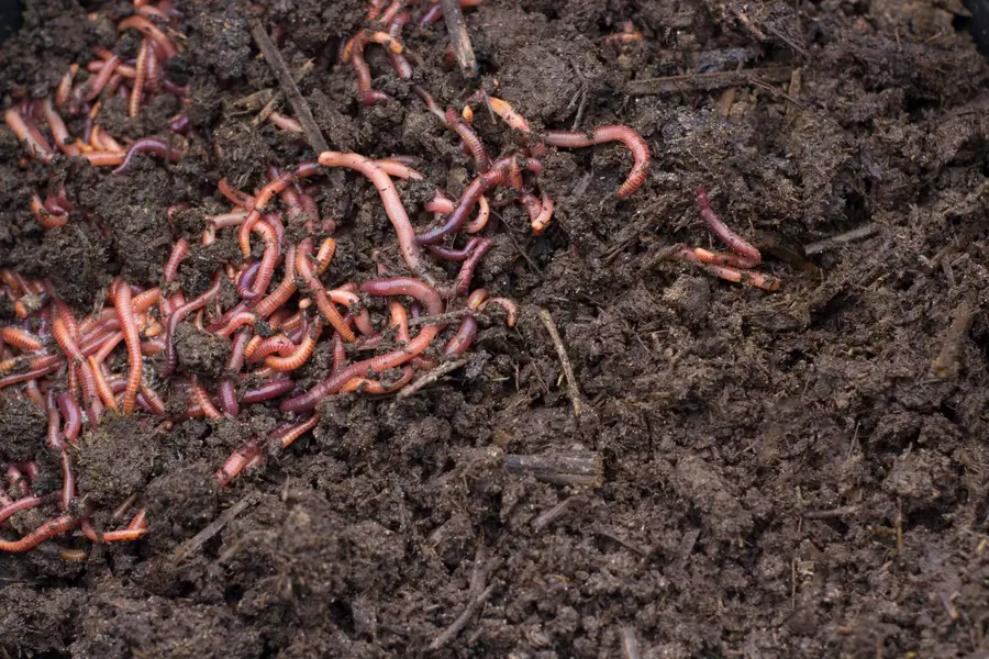 Lombricomposteur à plateaux dans une cuisine lumineuse avec épluchures et plantes