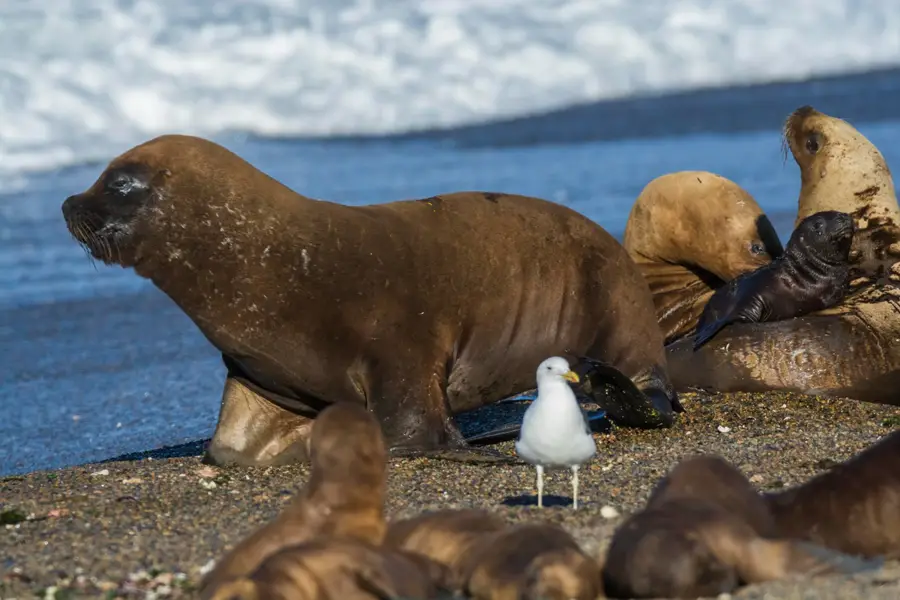 Macareux moine posé sur une falaise islandaise au bord de l’Atlantique
