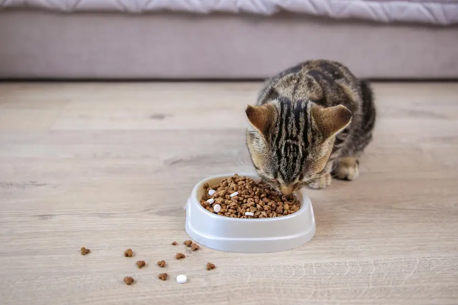Chat adulte près de sa gamelle de croquettes et d’eau