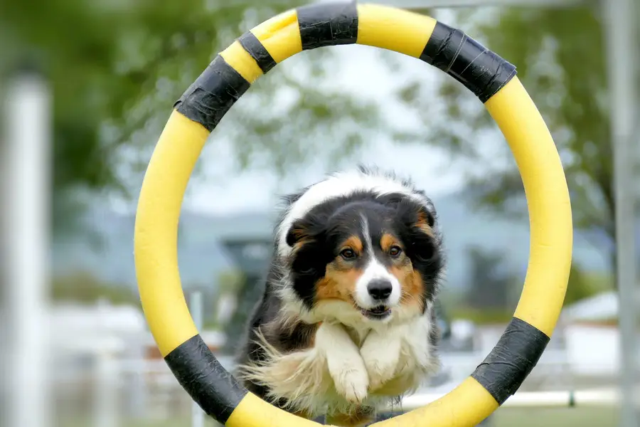 Chien attentif en longe avec son maître dans un parc