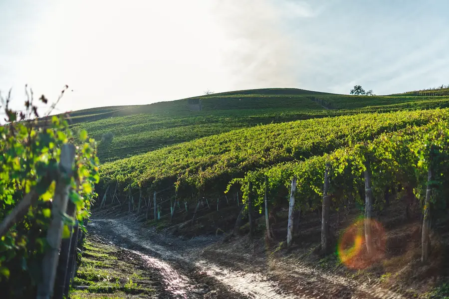 Vendange manuelle dans un vignoble biodynamique français au lever du jour