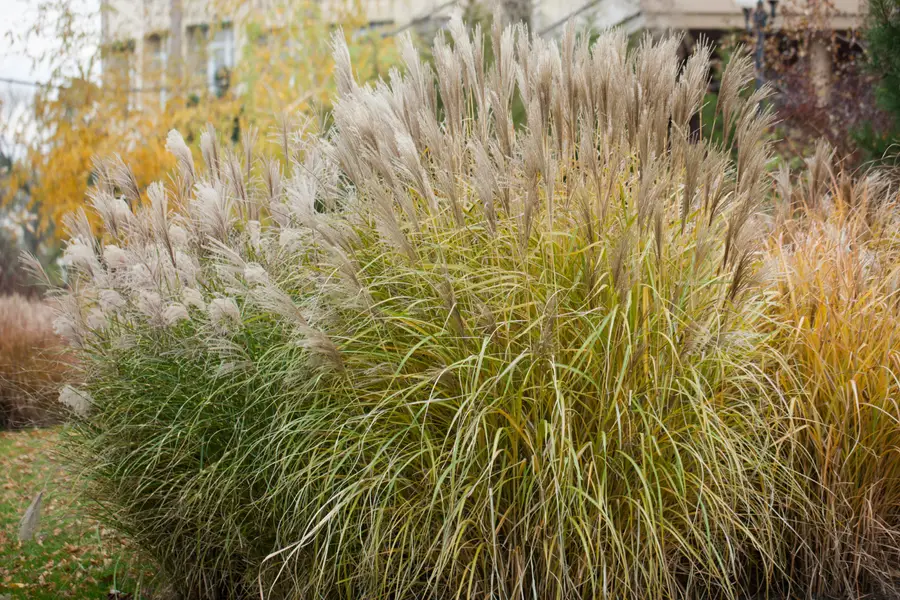 Touffes de stipa tenuissima blondes ondulant dans un massif ensoleillé