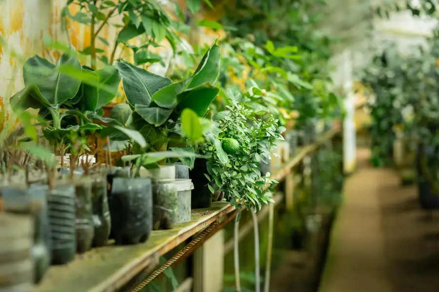 Petite serre de jardin aux parois de bouteilles transparentes recyclées