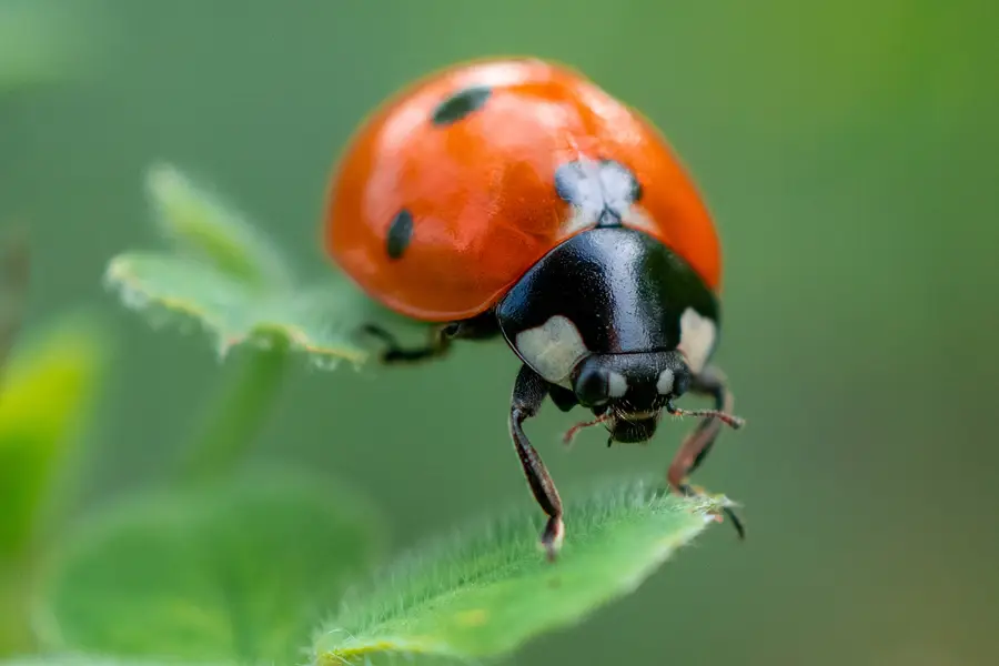 Photographe réalisant une prise de vue macro d’une fleur